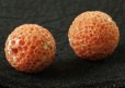 画像5: 珊瑚 す玉 約16.2-16.5mm