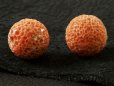 画像4: 珊瑚 す玉 約16.2-16.5mm