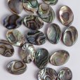 画像2: アバロンシェル オーバルルース 約14×10mm (2)