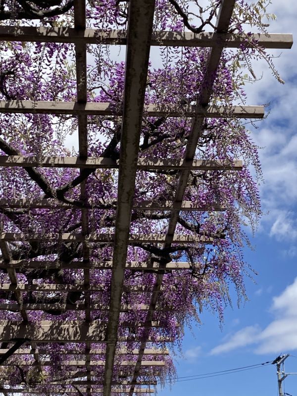 藤の花が咲きました✨