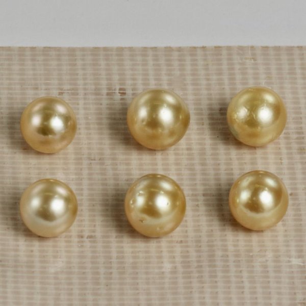 画像1: 白蝶パールゴールド系　約8〜8.8mm　穴なし　※ペア (1)